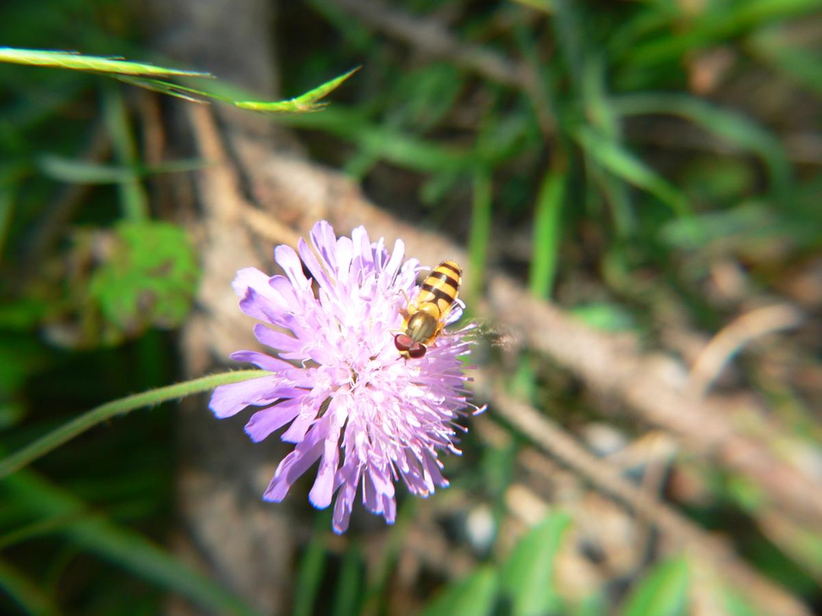 Syrphidae da identificare (4)